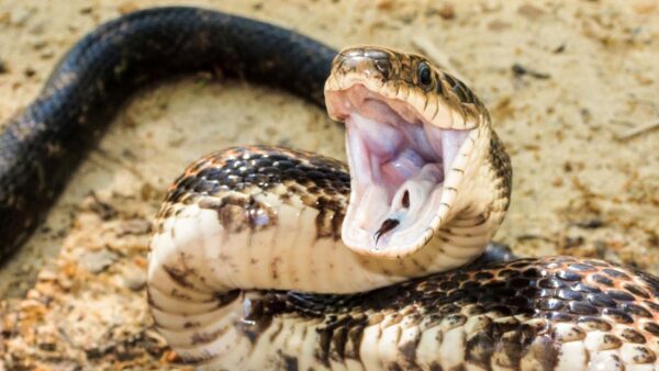 Buy Jararaca Pit Viper Snake Venom