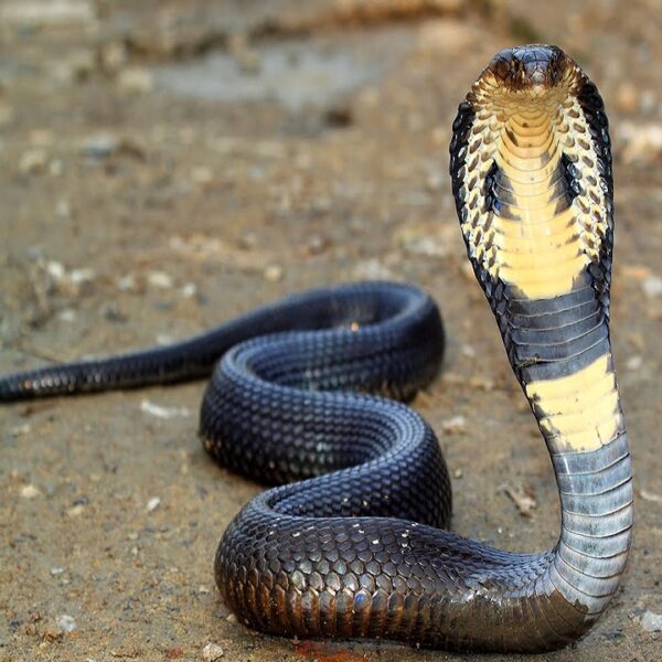 Buy King Cobra Snake Venom online