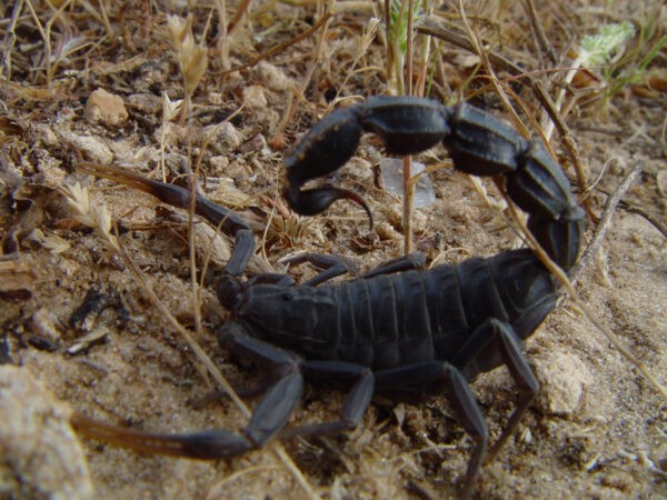 Buy Moroccan Black Fat Tailed Scorpion Venom Online